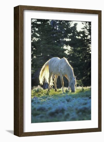 Mustang Wild Horse White Stallion (Named "Cloud")-null-Framed Photographic Print