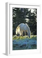 Mustang Wild Horse White Stallion (Named "Cloud")-null-Framed Photographic Print