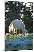 Mustang Wild Horse White Stallion (Named "Cloud")-null-Mounted Photographic Print