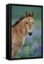 Mustang Wild Horse Young Colt Amongst Wildflowers-null-Framed Stretched Canvas