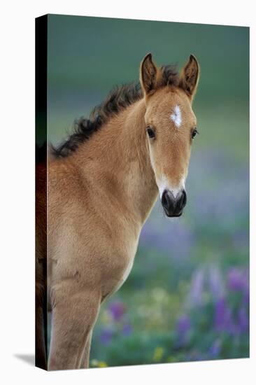 Mustang Wild Horse Young Colt Amongst Wildflowers-null-Stretched Canvas