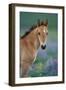 Mustang Wild Horse Young Colt Amongst Wildflowers-null-Framed Photographic Print