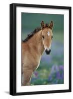 Mustang Wild Horse Young Colt Amongst Wildflowers-null-Framed Photographic Print