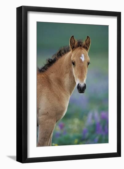 Mustang Wild Horse Young Colt Amongst Wildflowers-null-Framed Photographic Print