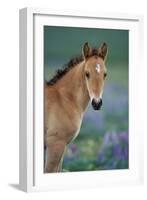 Mustang Wild Horse Young Colt Amongst Wildflowers-null-Framed Photographic Print