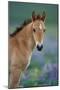 Mustang Wild Horse Young Colt Amongst Wildflowers-null-Mounted Photographic Print