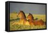 Mustang Wild Horses Two Colts Rest for a Moment-null-Framed Stretched Canvas