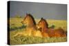 Mustang Wild Horses Two Colts Rest for a Moment-null-Stretched Canvas