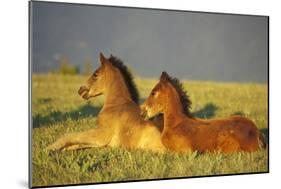 Mustang Wild Horses Two Colts Rest for a Moment-null-Mounted Photographic Print