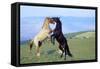 Mustang Wild Horses Two Stallions in Dominance-null-Framed Stretched Canvas