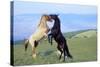 Mustang Wild Horses Two Stallions in Dominance-null-Stretched Canvas