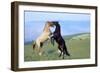 Mustang Wild Horses Two Stallions in Dominance-null-Framed Photographic Print