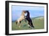 Mustang Wild Horses Two Stallions in Dominance-null-Framed Photographic Print