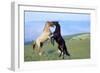 Mustang Wild Horses Two Stallions in Dominance-null-Framed Photographic Print