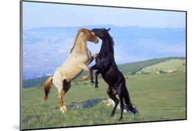 Mustang Wild Horses Two Stallions in Dominance-null-Mounted Photographic Print