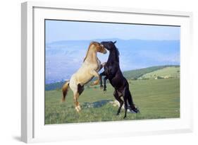Mustang Wild Horses Two Stallions in Dominance-null-Framed Photographic Print