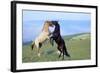 Mustang Wild Horses Two Stallions in Dominance-null-Framed Photographic Print