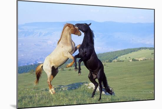 Mustang Wild Horses Two Stallions in Dominance-null-Mounted Photographic Print