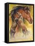 Mustang-Barbara Keith-Framed Stretched Canvas