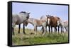 Mustangs of the Badlands-1582-Gordon Semmens-Framed Stretched Canvas