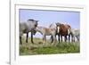 Mustangs of the Badlands-1582-Gordon Semmens-Framed Photographic Print