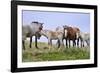 Mustangs of the Badlands-1582-Gordon Semmens-Framed Photographic Print