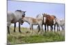 Mustangs of the Badlands-1582-Gordon Semmens-Mounted Photographic Print