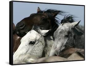 Mustangs Savior-Ann Heisenfelt-Framed Stretched Canvas