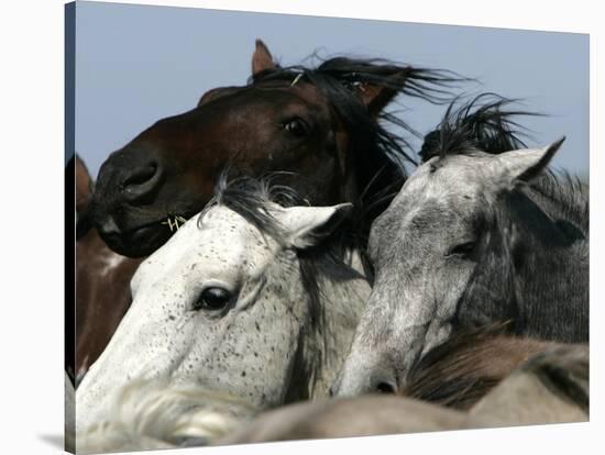 Mustangs Savior-Ann Heisenfelt-Stretched Canvas