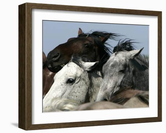 Mustangs Savior-Ann Heisenfelt-Framed Premium Photographic Print