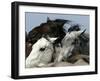 Mustangs Savior-Ann Heisenfelt-Framed Premium Photographic Print