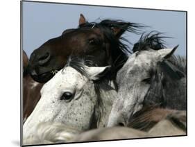Mustangs Savior-Ann Heisenfelt-Mounted Premium Photographic Print