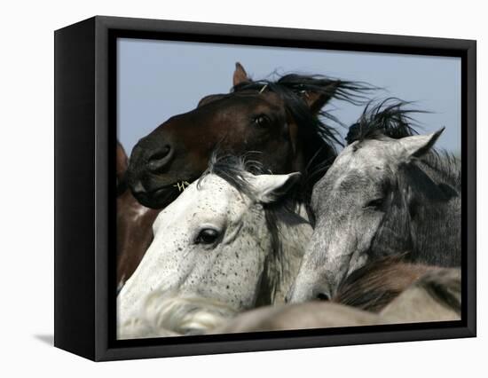 Mustangs Savior-Ann Heisenfelt-Framed Stretched Canvas
