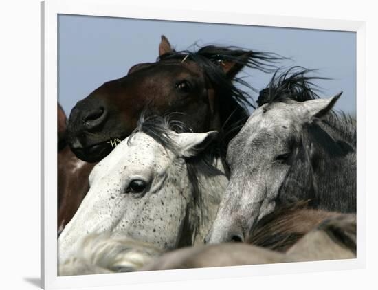 Mustangs Savior-Ann Heisenfelt-Framed Photographic Print