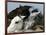 Mustangs Savior-Ann Heisenfelt-Framed Photographic Print