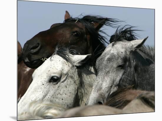 Mustangs Savior-Ann Heisenfelt-Mounted Photographic Print