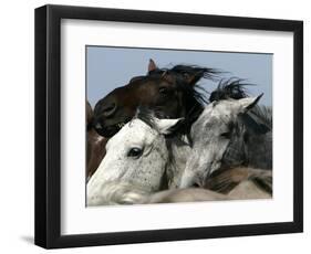 Mustangs Savior-Ann Heisenfelt-Framed Photographic Print