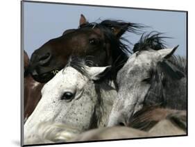 Mustangs Savior-Ann Heisenfelt-Mounted Photographic Print