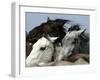 Mustangs Savior-Ann Heisenfelt-Framed Photographic Print