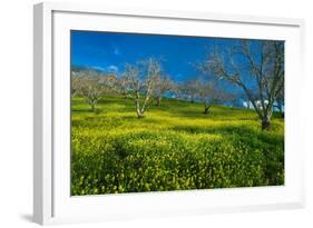 Mustard Factory I-Mark Geistweite-Framed Photographic Print