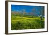 Mustard Factory I-Mark Geistweite-Framed Photographic Print