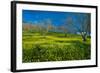 Mustard Factory I-Mark Geistweite-Framed Photographic Print