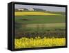 Mustard field by Grosbous, Sure River Valley, Luxembourg-Walter Bibikow-Framed Stretched Canvas