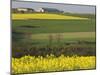 Mustard field by Grosbous, Sure River Valley, Luxembourg-Walter Bibikow-Mounted Photographic Print