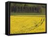 Mustard field by Grosbous, Sure River Valley, Luxembourg-Walter Bibikow-Framed Stretched Canvas