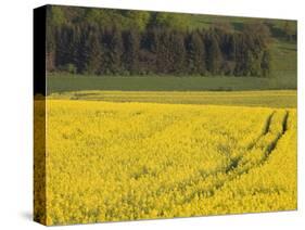 Mustard field by Grosbous, Sure River Valley, Luxembourg-Walter Bibikow-Stretched Canvas