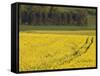 Mustard field by Grosbous, Sure River Valley, Luxembourg-Walter Bibikow-Framed Stretched Canvas