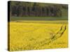 Mustard field by Grosbous, Sure River Valley, Luxembourg-Walter Bibikow-Stretched Canvas