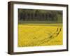 Mustard field by Grosbous, Sure River Valley, Luxembourg-Walter Bibikow-Framed Photographic Print