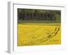 Mustard field by Grosbous, Sure River Valley, Luxembourg-Walter Bibikow-Framed Photographic Print